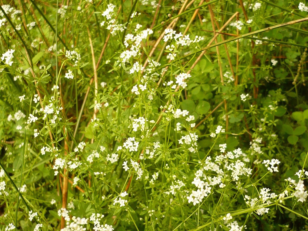 Galium palustre (Rubiaceae)